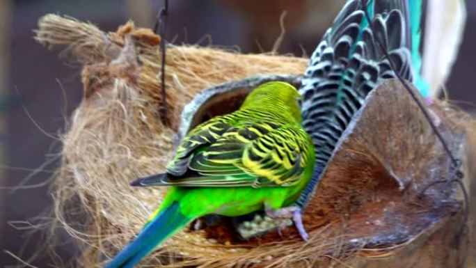 树枝上有许多彩色的鸟。小鸟是美丽和美丽的颜色羽毛。这种鸟坐在黑色背景上的茎木上。白色蓝色黄色和绿色以