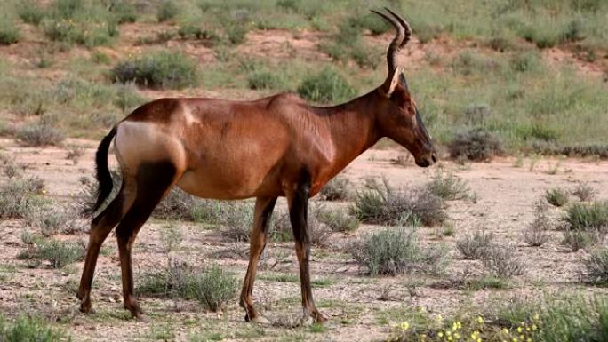 南非喀拉哈里的红羚