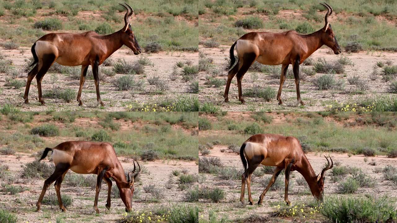 南非喀拉哈里的红羚