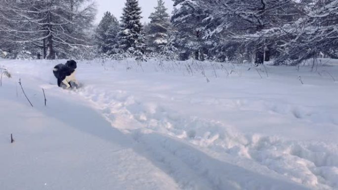 哈士奇狗在雪地里玩耍。