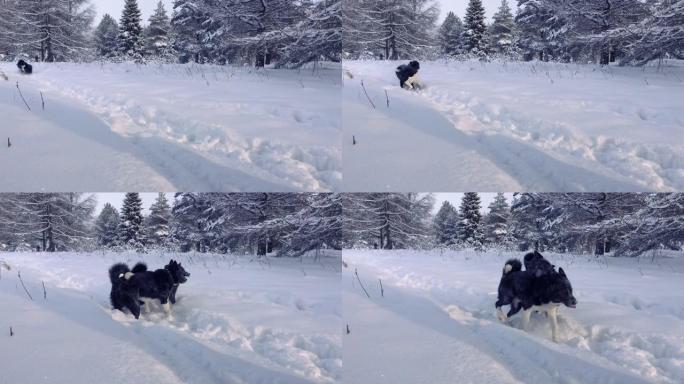 哈士奇狗在雪地里玩耍。