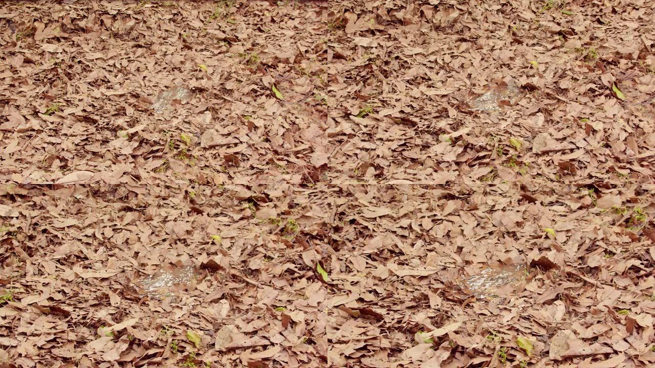 一片树叶覆盖的沼泽在森林泥潭景观中，秋天的树叶落下。