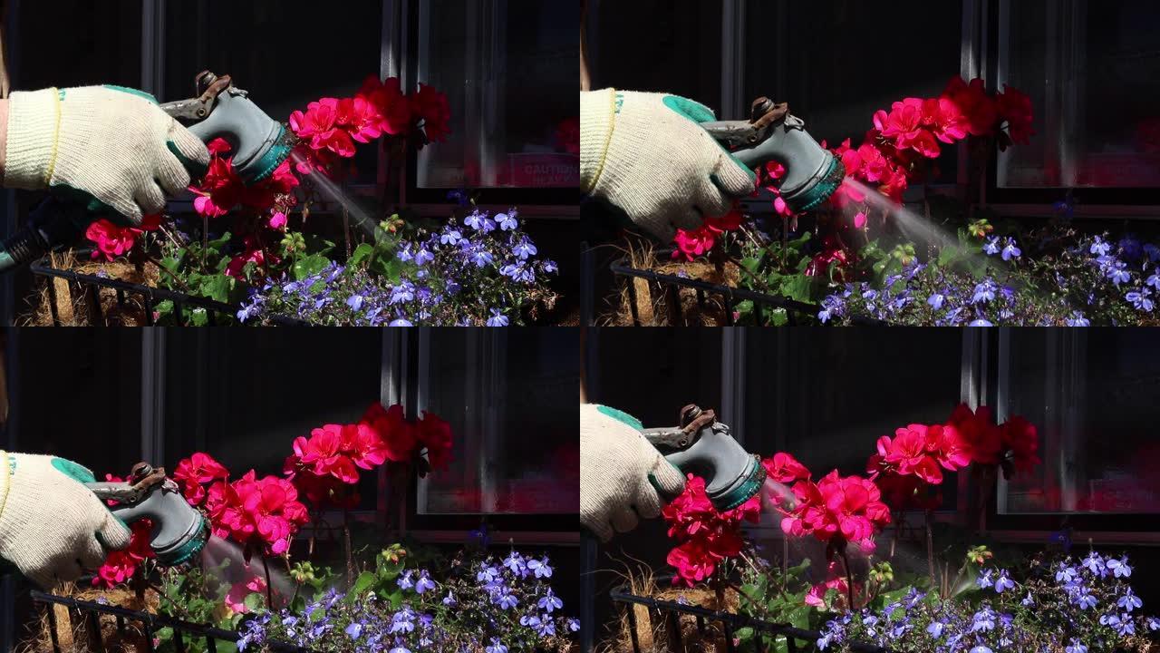 浇灌吊篮中的天竺葵和蓝色半边莲花卉植物