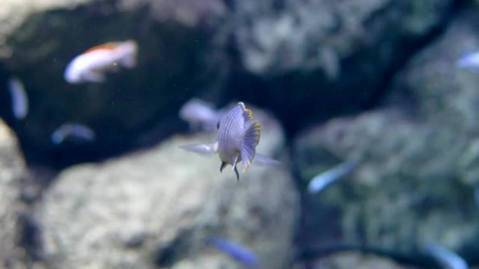 水族馆。石头背景。蓝色条纹小鱼飘走特写