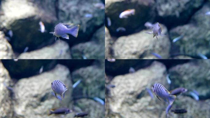 水族馆。石头背景。蓝色条纹小鱼飘走特写