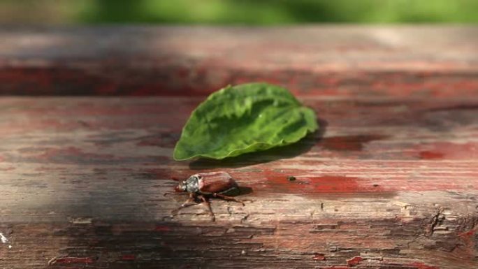 春甲虫爬在一片绿叶上飞舞。