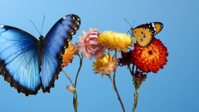 蓝色大闪蝶和黄色虎蝶在花上