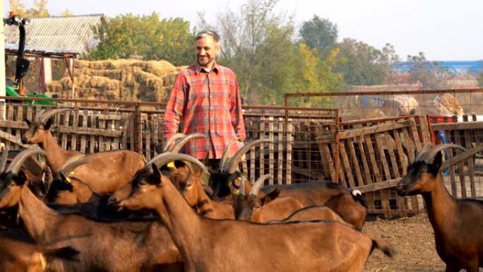 微笑的农民在他的有机农场里穿过山羊群