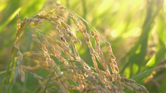 风中种的水稻实拍视频特写镜头粮食米粒