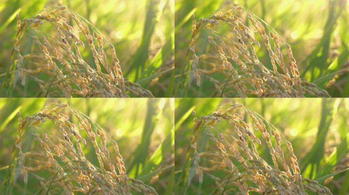 风中种的水稻实拍视频特写镜头粮食米粒