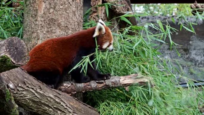 小熊猫，Ailurus fulgens，也称为小熊猫和红猫熊