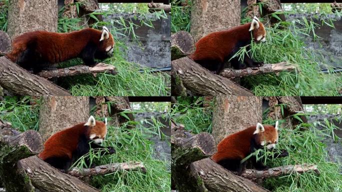 小熊猫，Ailurus fulgens，也称为小熊猫和红猫熊