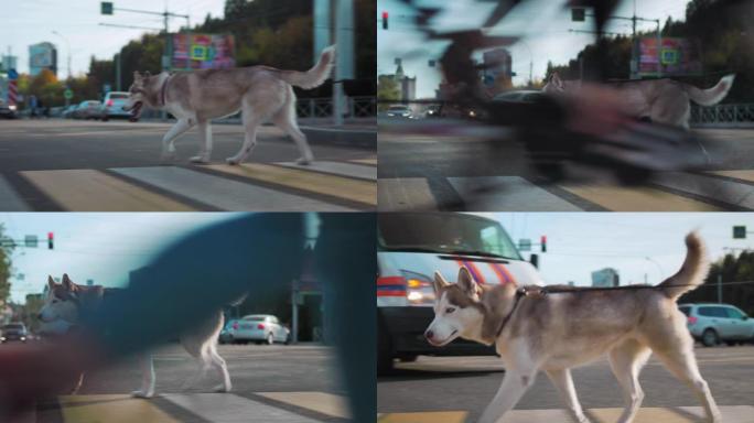 在停驶的汽车的背景下，一只沙哑的幼犬沿着城市道路行走。一只聪明的狗在绿色交通信号灯处的人行横道过马路