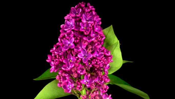 黑色背景上紫丁香开紫罗兰花的美丽时光流逝