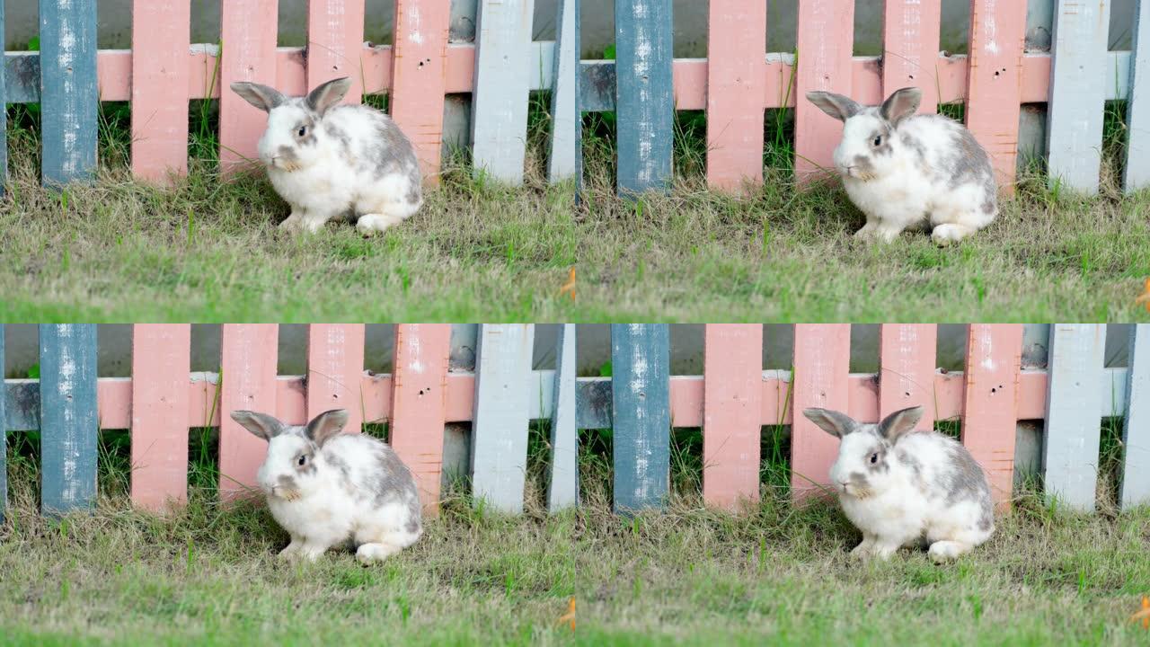 绿色草地上的可爱兔子，概念兔子和复活节。