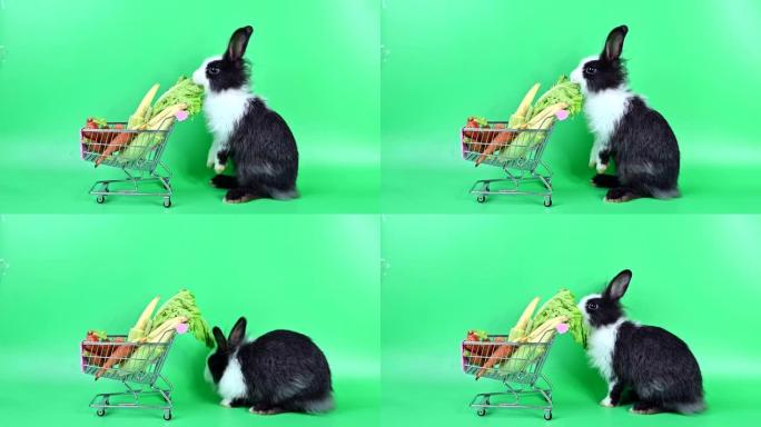 绿色屏幕背景上的兔子。复活节的精神动物和聪明的宠物