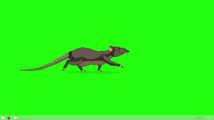 棕色老鼠偷偷摸摸动画色度键
