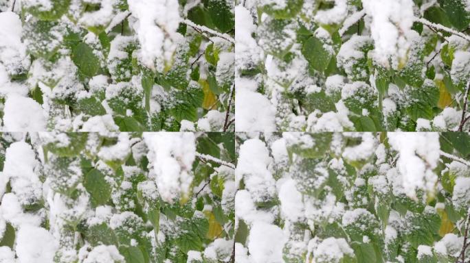 雪叉绿叶上树枝