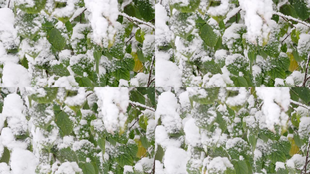 雪叉绿叶上树枝
