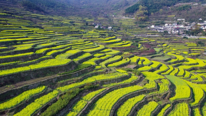 梯田 油菜花 自然村落