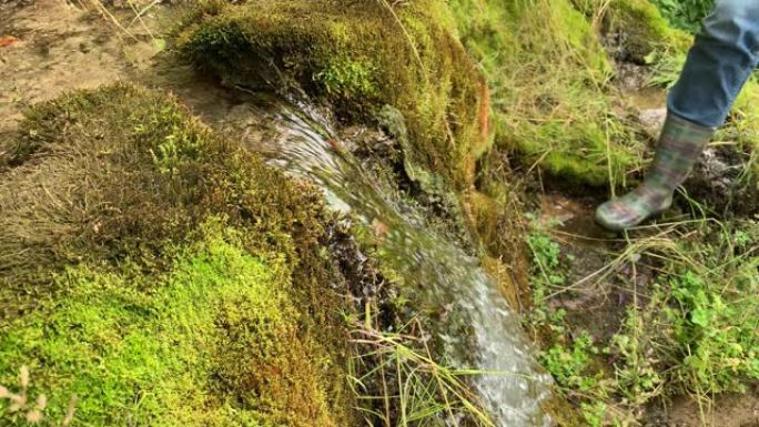 一位女游客徒步旅行者从手中绿草和苔藓倾泻的天然山泉中收集清水