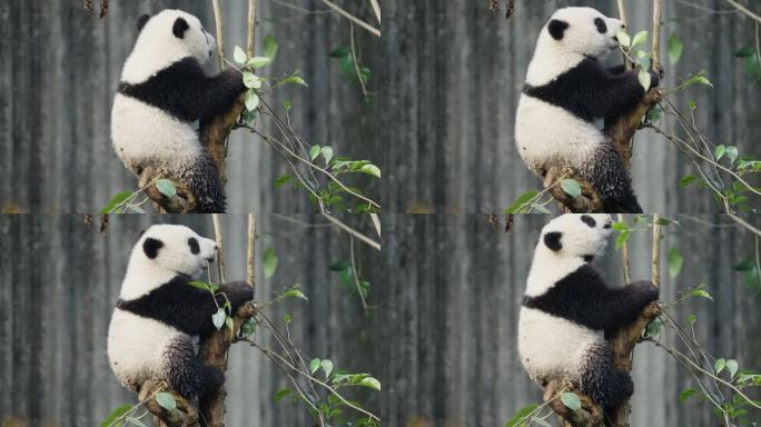 爬树玩耍的可爱萌动国宝大熊猫幼崽