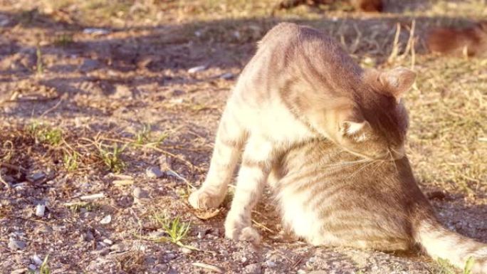 慢动作年轻虎斑猫在一个阳光明媚的日子在公园里小心地清洁它的背侧。