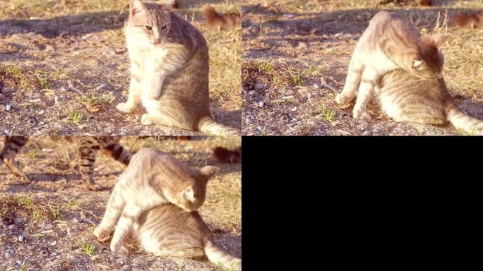 慢动作年轻虎斑猫在一个阳光明媚的日子在公园里小心地清洁它的背侧。