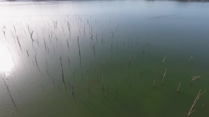 宁静的场景湖，日出时树桩，航拍视频