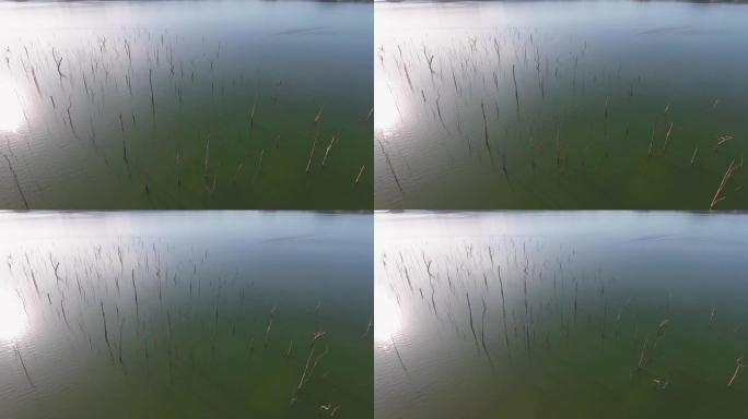 宁静的场景湖，日出时树桩，航拍视频