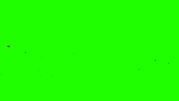 麻雀群飞翔，绿屏Chromakey