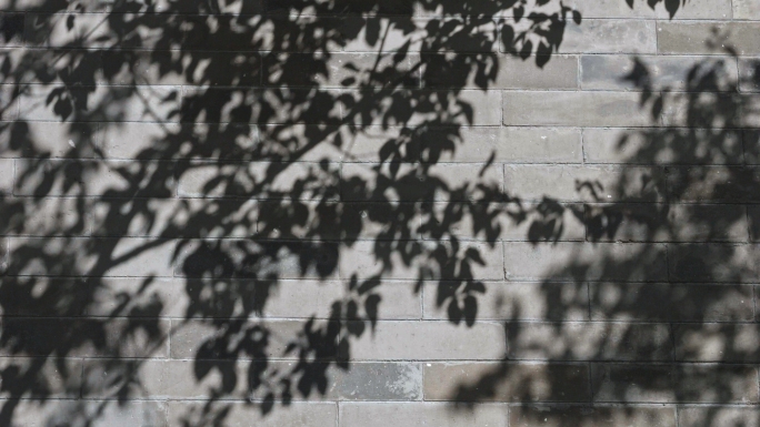 夏天树影、胡同树影、斑驳、风吹树叶