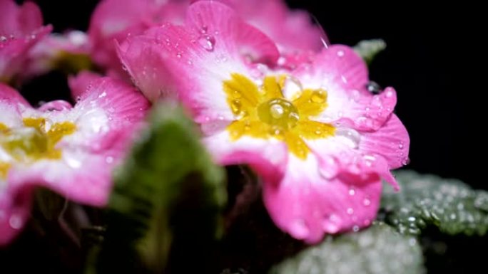 用水滴拍摄粉红色报春花。落在花瓣上的露珠。从花上掉下来的雨滴特写。紫色的花瓣上有水滴。