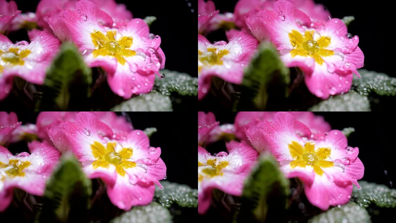 用水滴拍摄粉红色报春花。落在花瓣上的露珠。从花上掉下来的雨滴特写。紫色的花瓣上有水滴。