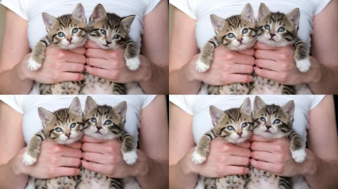 4k女孩抱着小猫。两只小猫看着相机，在主人的手中睡着了。快乐可爱宠物的概念