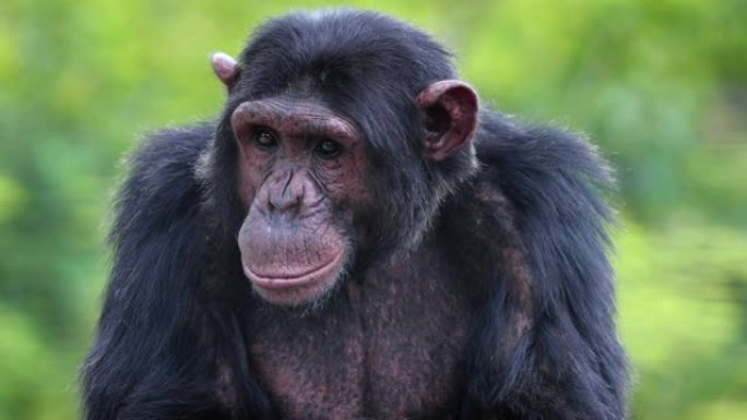 南非大草原上黑猩猩的特写镜头 ..野生动物概念中的美丽时刻