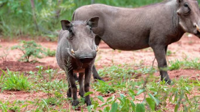 疣猪在南非的稀树草原上看着我们。该动物在其自然栖息地中处于戒备状态-自然界中的非洲动物