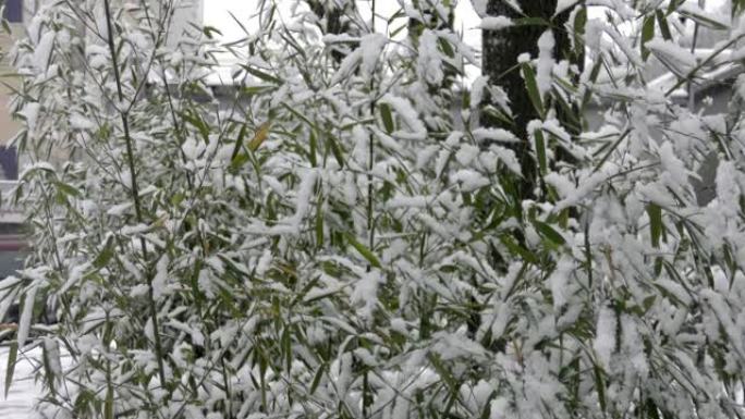 冬季城市绿树的手持射击树枝在dayligh关闭