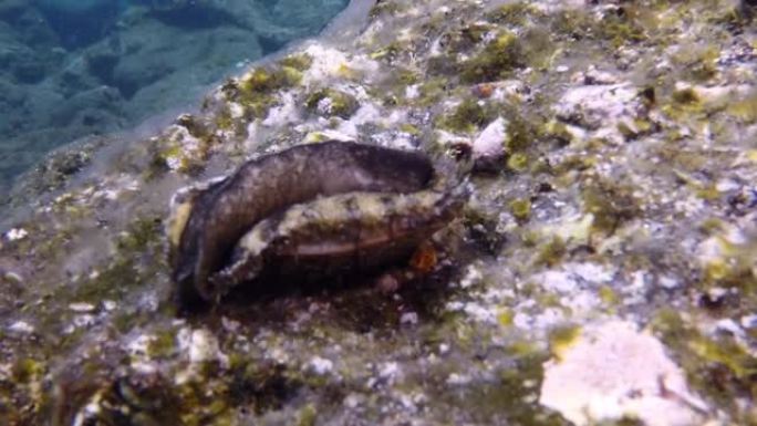 贝类海蛞蝓在大西洋火山起源底部的水下贝壳上。