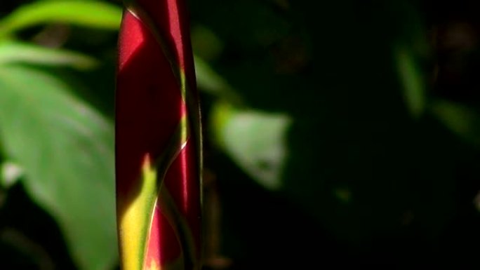 Heliconia rostrata的细节，也称为悬挂龙虾爪或假天堂鸟。