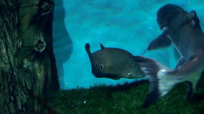 水族馆。蓝色背景。一条大盲鱼游泳。特写