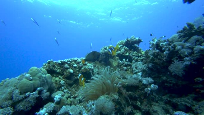 小丑海葵，Amphiprion percula，在海葵家的触角中游泳。