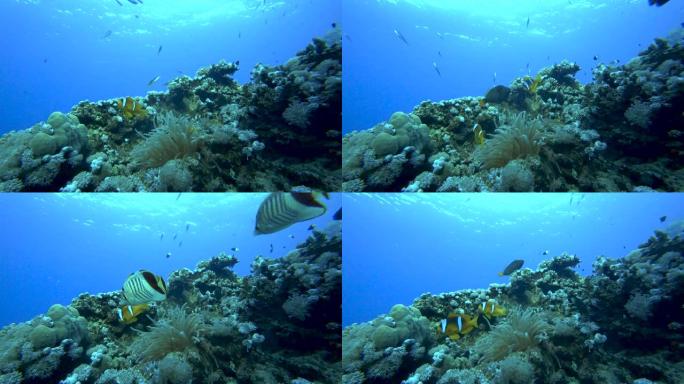 小丑海葵，Amphiprion percula，在海葵家的触角中游泳。