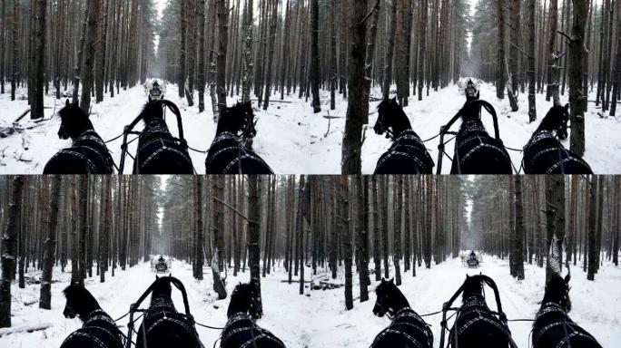 俄罗斯黑白马三驾马车在森林里拉雪橇。慢动作。高清