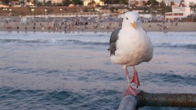 加州夏季海滩美学，粉色日落。码头栏杆上可爱的有趣海鸥。海浪，散焦的人和海滨周末别墅。美国加利福尼亚州