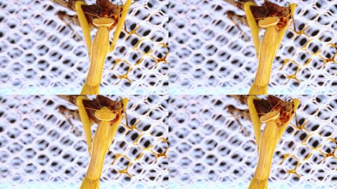 黄螳螂坐在白网吃蝗虫