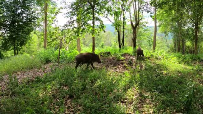 野猪在野外