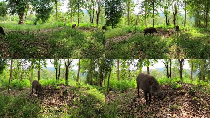 野猪在野外