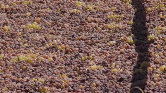 Muscatel葡萄在阳光下在pasero中干燥
