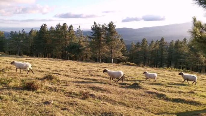 一个夏天的下午，绵羊在草地上行走